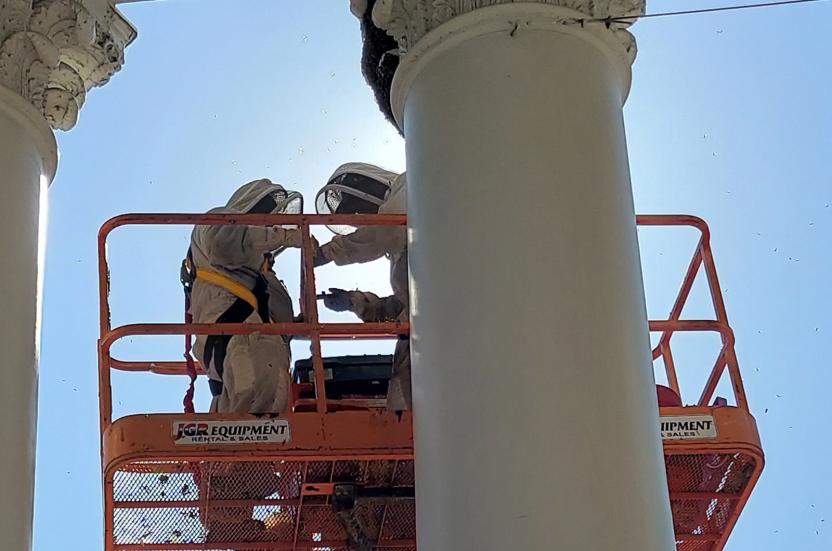 Bee removal
