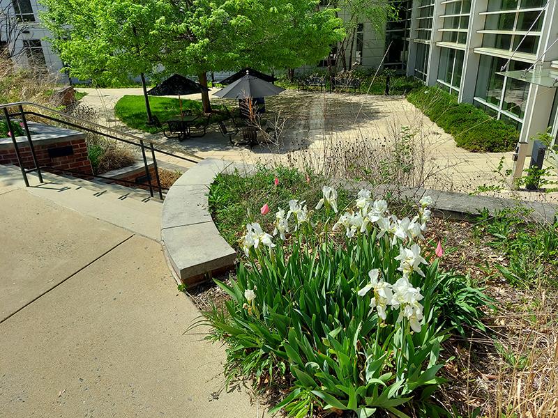 Knight Hall garden