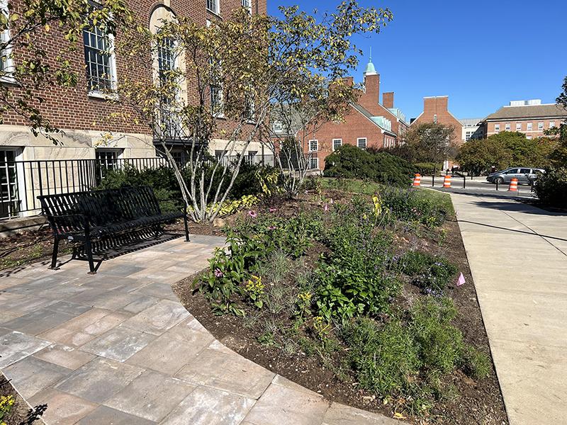 Lazarus Pollinator garden