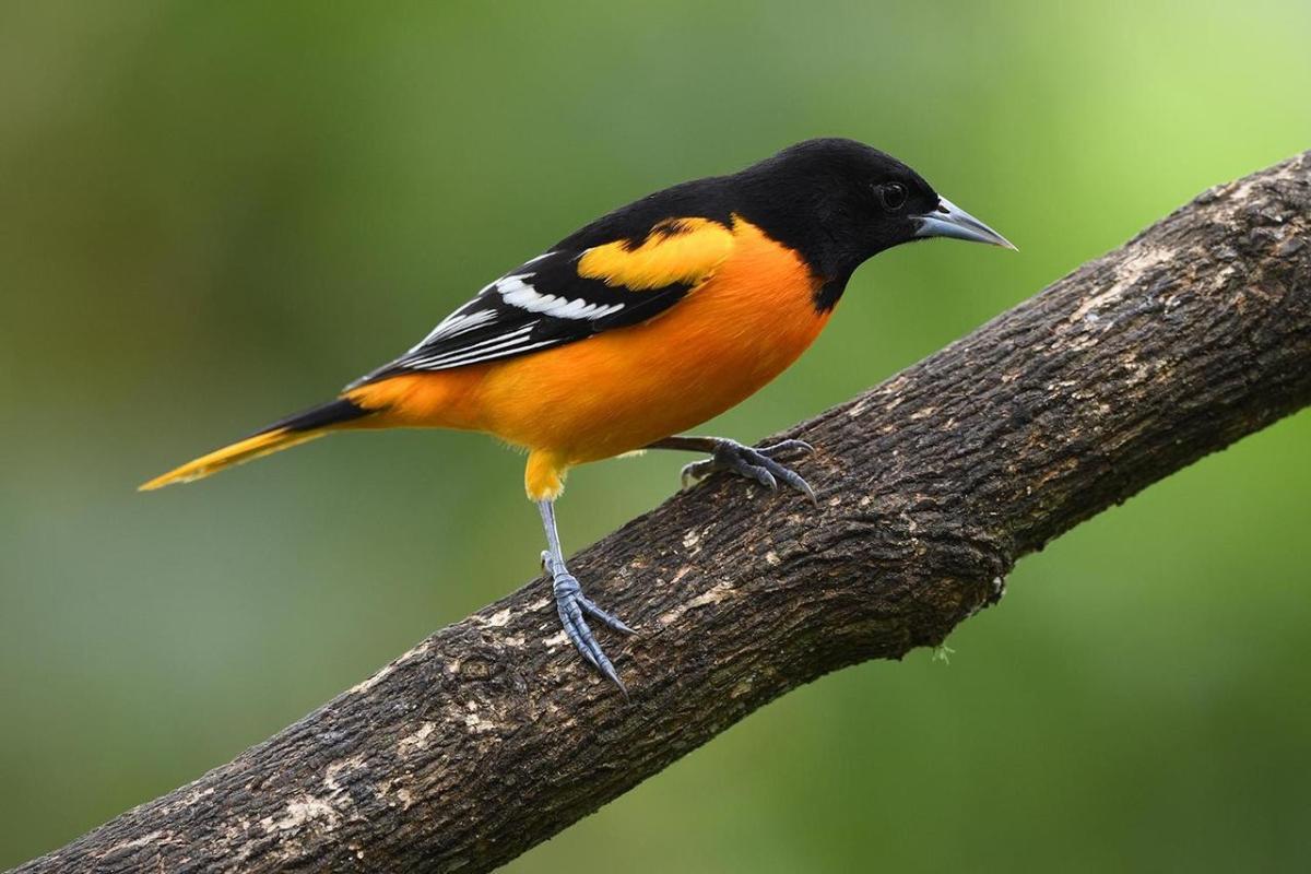 bird