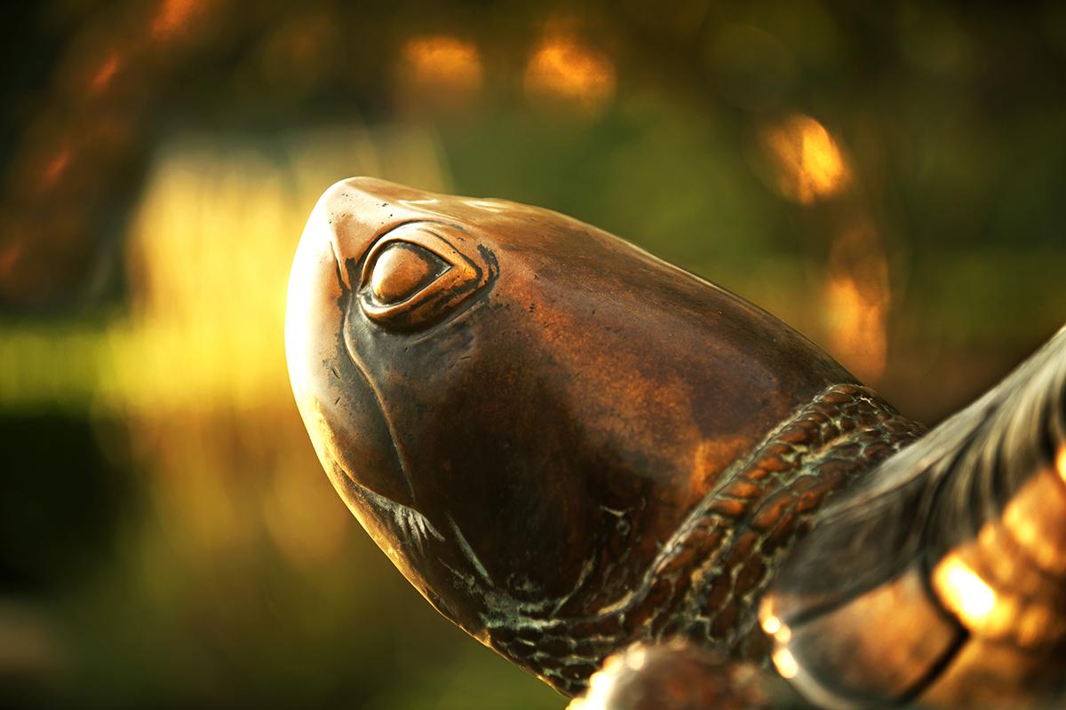 Closeup of Testudo Sculpture Head