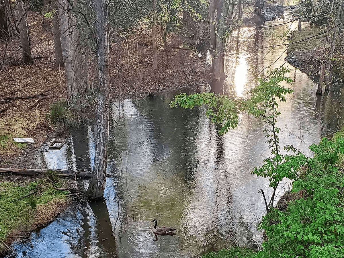 Bank Erosion and other issues along Campus Creek