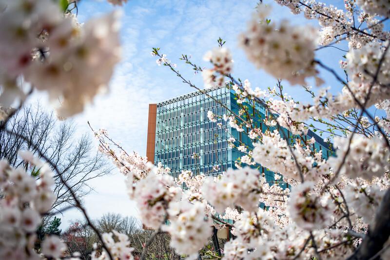 Cherry blossoms