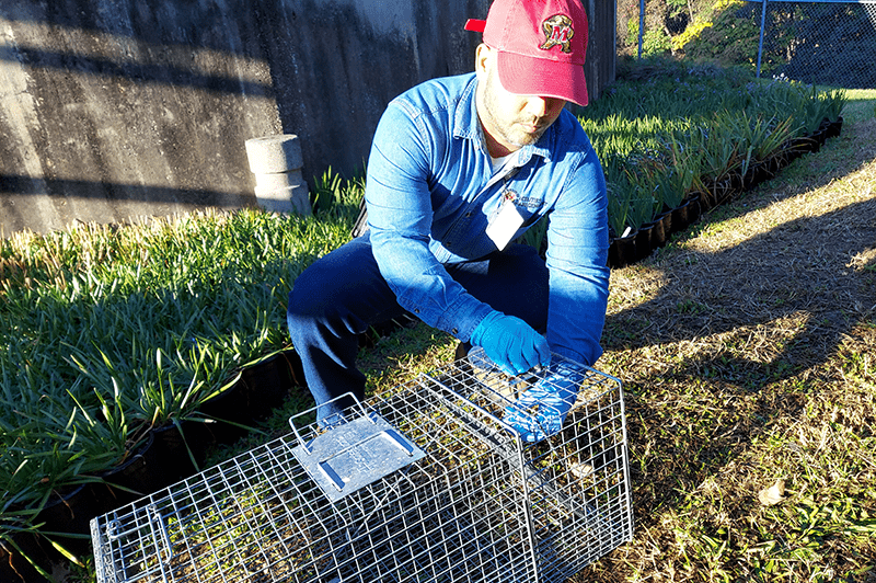 Pest Control homepg