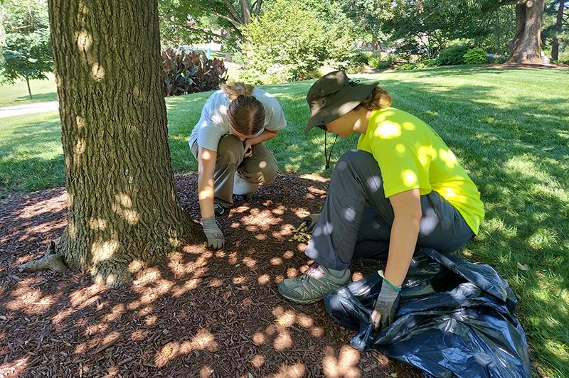 Arboretum interns