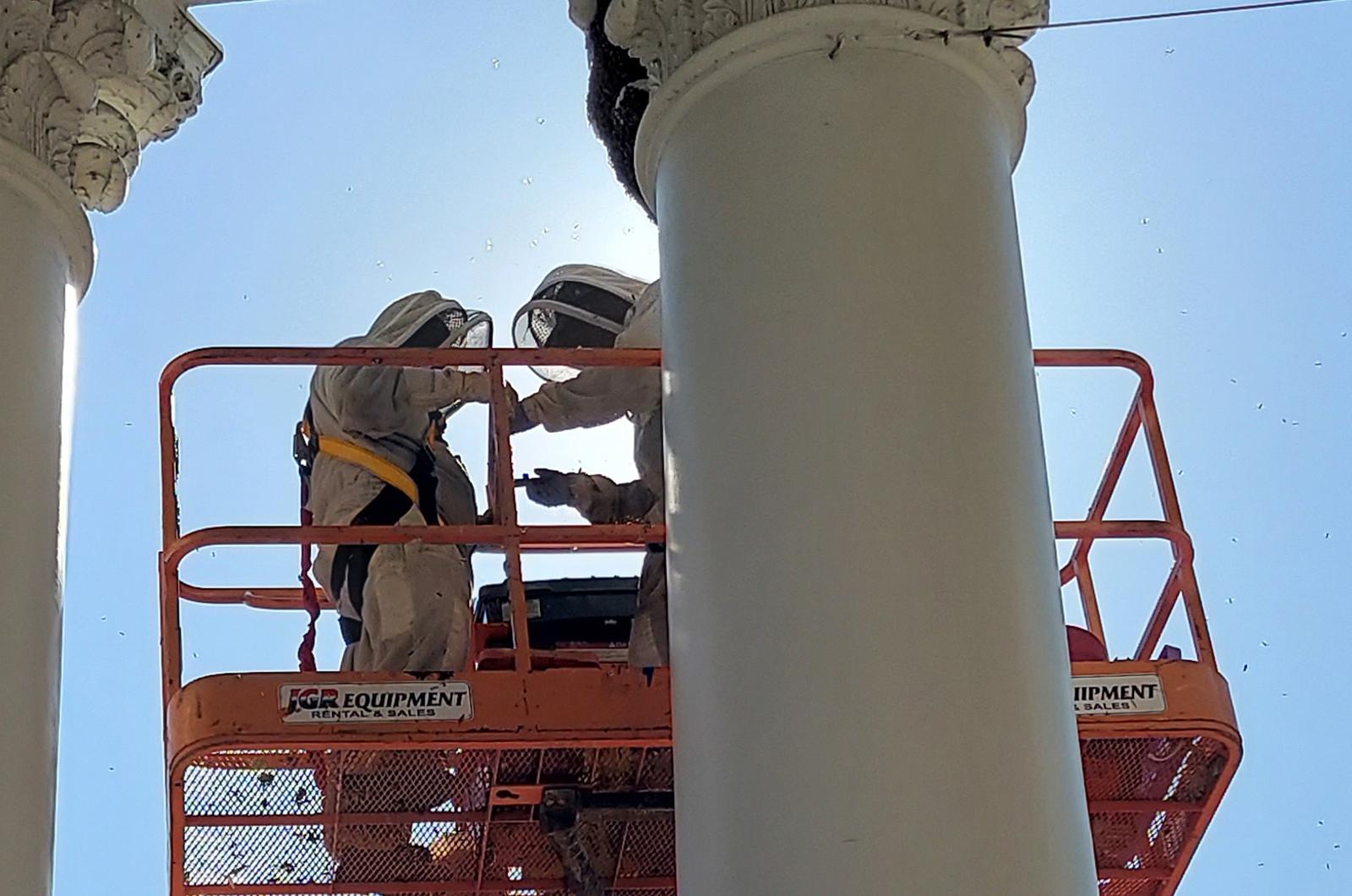 Bee removal
