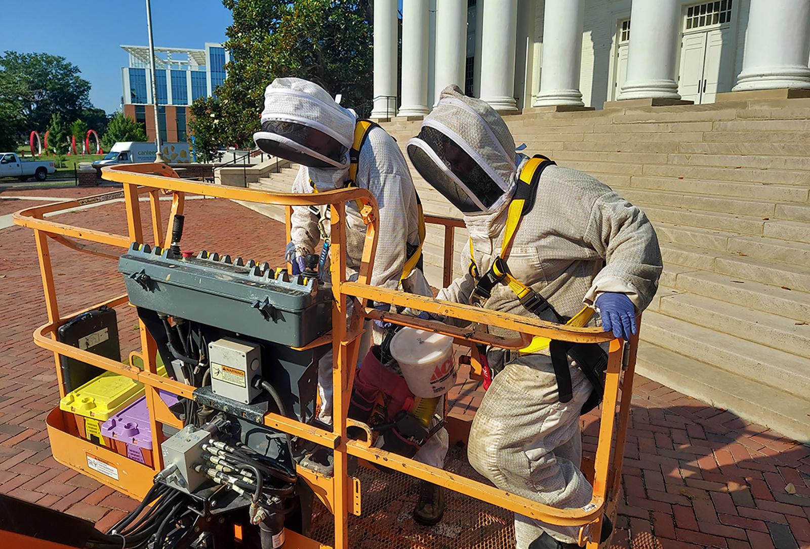 Bee removal
