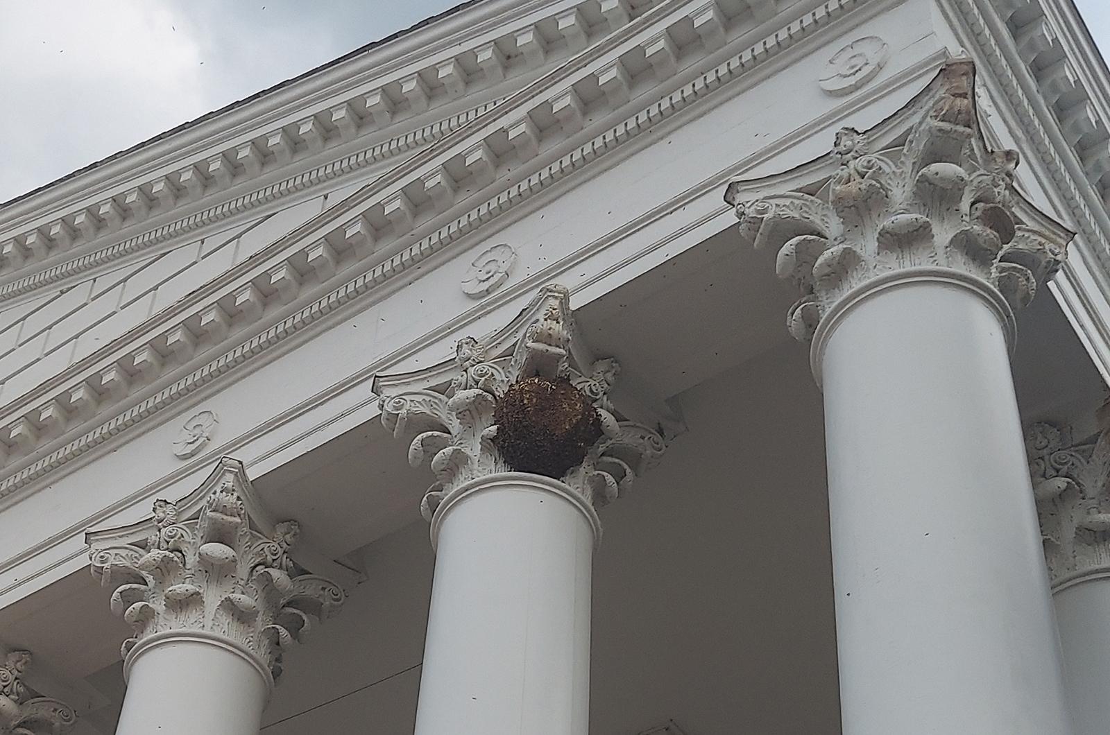 Bee removal