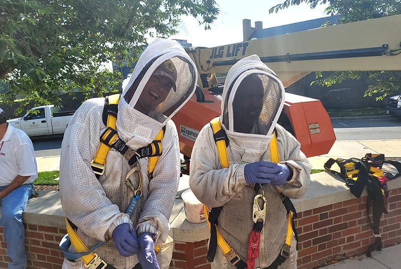 Bee removal