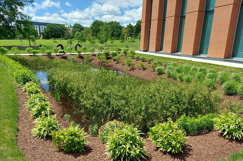 Rain garden
