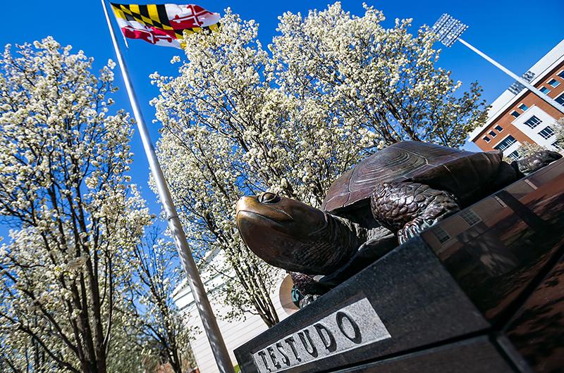 Testudo and cherry blossoms