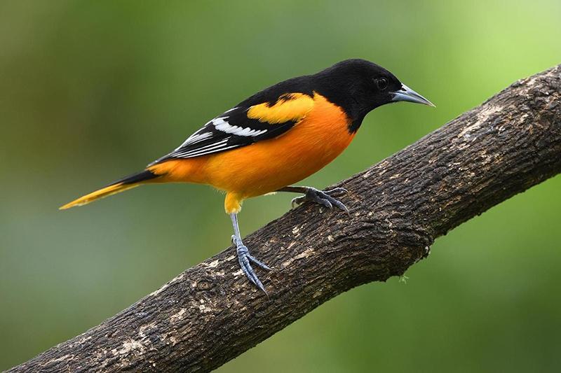 bird